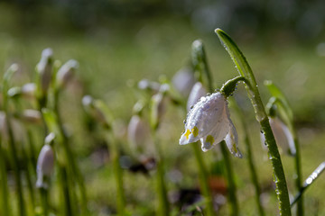 Frühlingsblüher Märzenbecher: Die Pflanze steht unter Naturschutz.