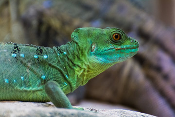 Stirnlappenbasilisk