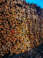 wooden logs in a cut
