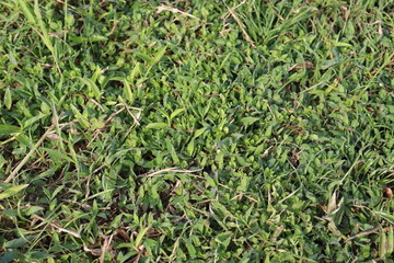 background of green grass