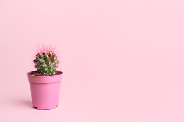 Pot with cactus plant on pink background - obrazy, fototapety, plakaty