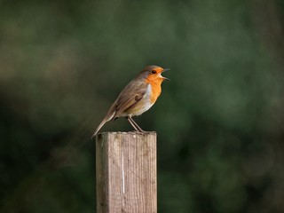 Singing Robin 