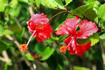 Bright red hibiscus flowers on a background of green leaves on a clear Sunny day. Selective focus. Nature, flowers, Floristics.