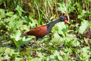 Bird Wattled jacana on the background of green grass looking for their prey. Fauna, birds, ornithology.