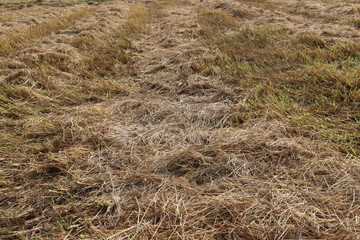 Organic rice straw nest background