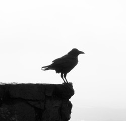 Raven silhoutte on a rock tween peaks San Francisco