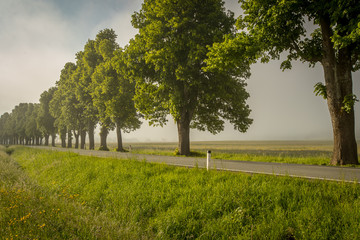 An avenue with trees next to a road in a countryside in early morning. Romantic photo of an avenue in the nature with morning sun slowly rising up. Concept of a romantic road.