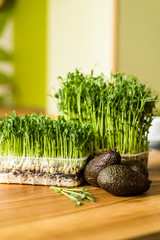 Grow sprouts of micro greens for a healthy salad. Eat right, stick to the concept of a young and modern kitchen. Ecofrendli and superfood. Raw food