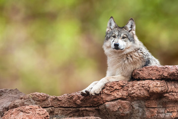 Mexican Grey Wolf on Rocks - obrazy, fototapety, plakaty