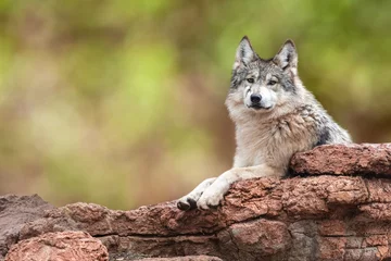 Fototapeten Mexikanischer grauer Wolf auf Felsen © adogslifephoto
