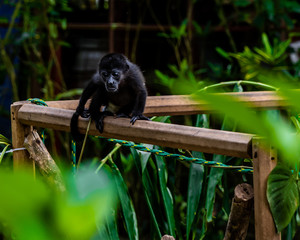 Baby Howler Monkey Sitting on Fence