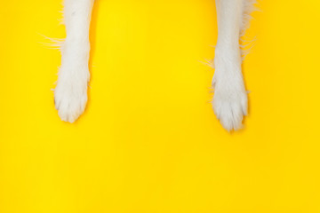 Funny puppy dog border collie paws close up isolated on yellow background. Pet care and animals...