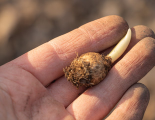 A flower bulb in the hand of a gardener. Planting season concept