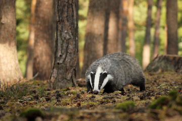 Meles meles, animal in wood. European badger sniffing in pine forest