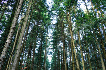 Fototapeta premium Natural spruce tree forest