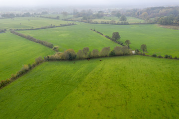 Obraz premium wall_hedge