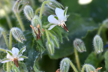 Wild Borage (Borago officinalis), of beautiful white flower, on a sunny winter morning