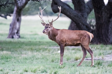 Naklejka na ściany i meble Male Red deer in La Pampa, Argentina, Parque Luro Nature Reserve