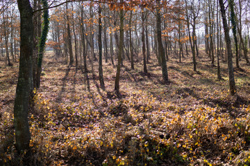 Fototapeta premium foresta in autunno