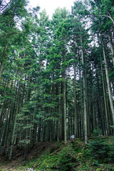 Fototapeta premium Natural spruce forest. Beautiful forest of tall pines.