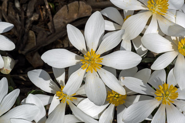 Blood Root blooming in the early morning sun. Sanguinaria canadensis is a perennial, herbaceous flowering plant native to eastern North America. 