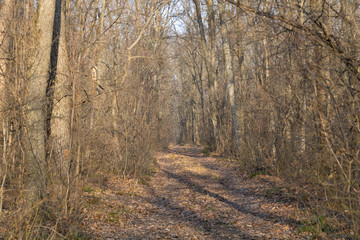 Forest without leaves in the cold season, dry vegetation