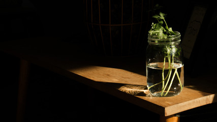 plant in glass on table in dark