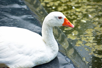 White goose sitting near a pond in Barranco Miraflores Lima Peru