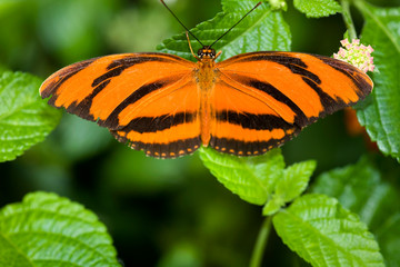 Banded orange butterfly (Dryadula phaetusa)