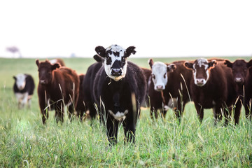 Fototapeta premium Steers grazing on the Pampas plain, Argentina