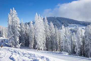 Fototapeta na wymiar trees covered with snow at the pistes of Schladming ski resort