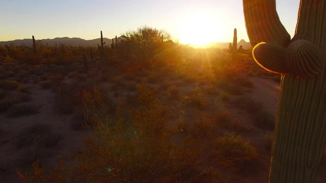 Saguaro Desert 