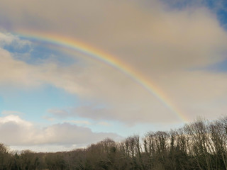 Naklejka premium Colorful rainbow in a cloudy sky over trees in a forest.