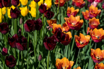 tulips