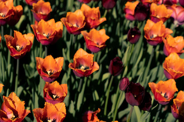 Obraz premium tulips