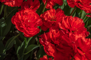 red tulips