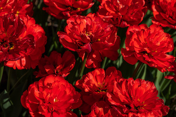 red tulips