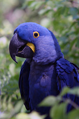 A parrot looking for food