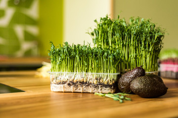 Grow sprouts of micro greens for a healthy salad. Eat right, stick to the concept of a young and modern kitchen. Ecofrendli and superfood. Raw food