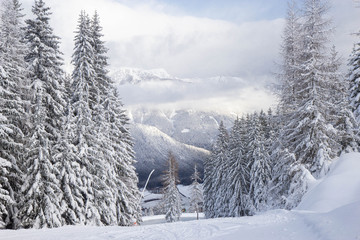 trees covered with snow at the pistes of Schladming ski resort