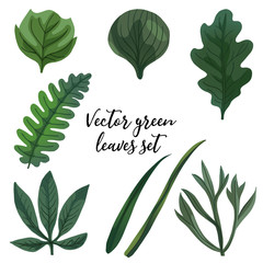 Set of vector green leaves. A vector illustration. Leaves of different shapes