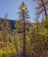 Fototapeta premium Vertical panorama of a Ponderosa Pine Forest viewed from the Telephone Trail north of Sedona Arizona backlit by the afternoon sun.