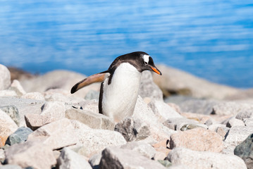 Naklejka premium Gentoo Penguin, Neko Harbour,Antartica