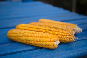 Organic corn on a blue table