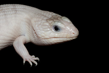 Anery Blue-tongue Lizard