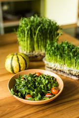 Grow sprouts of micro greens for a healthy salad. Eat right, stick to the concept of a young and modern kitchen. Ecofrendli and superfood. Raw food