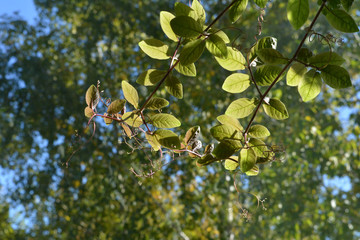Cobaea green leaves are backlit by the sun on the background of trees.
