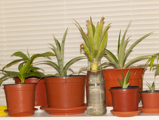 Propagation pineapple top in water, growing pineapple at home