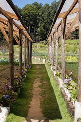 Young plants growing in a small nursery in Guatemala- onion plantations.