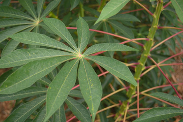 Close-up detail from leaves of a cassava manioc plant at a farm in Brazil